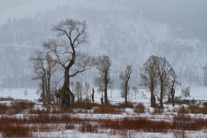 Cottonwoods In Lamar River Valley