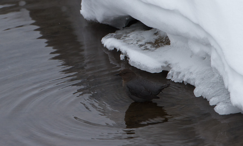 American Dipper