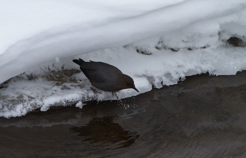 American Dipper