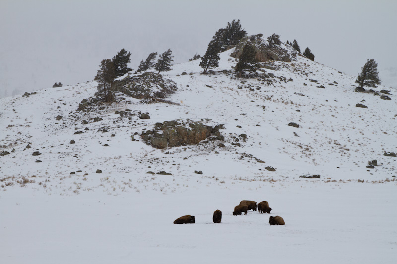 Bison Herd