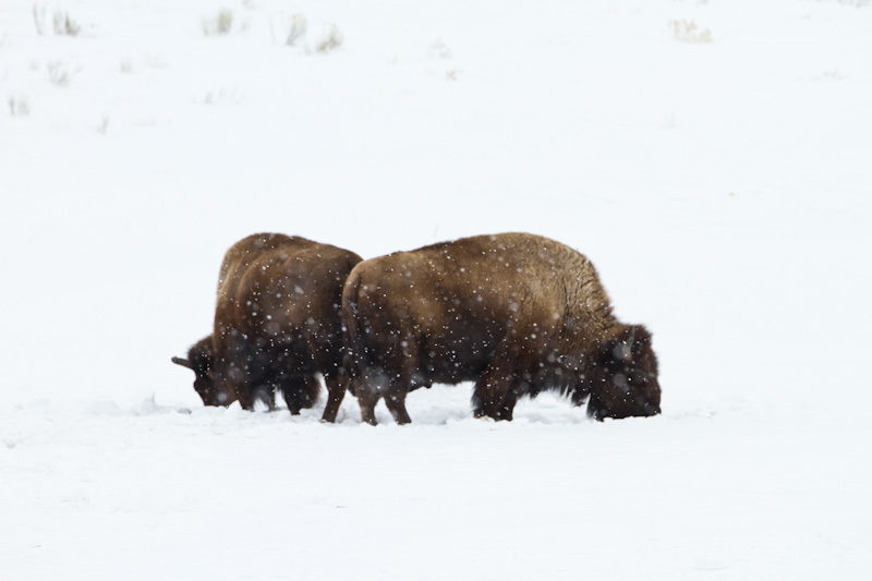 Bison