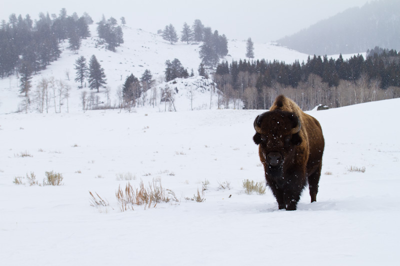 Bison