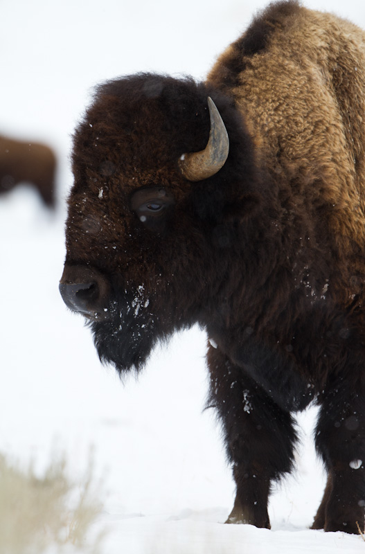 Bison