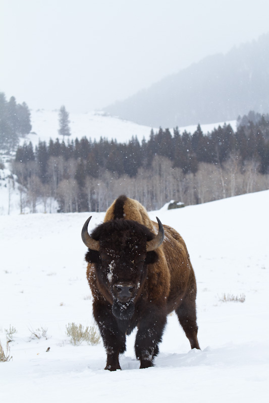 Bison