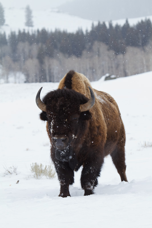 Bison