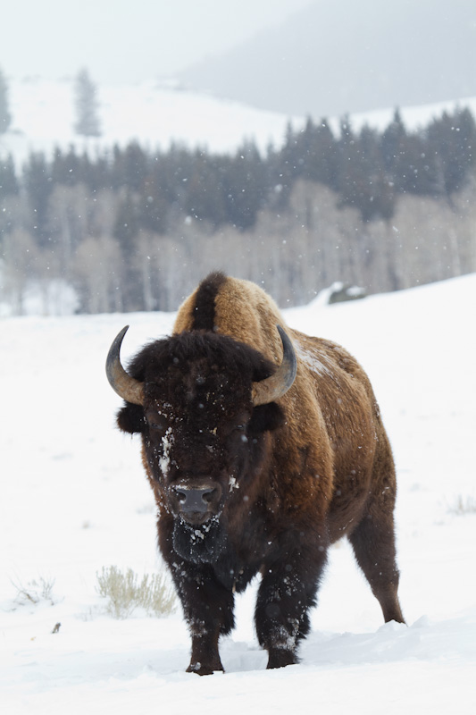 Bison