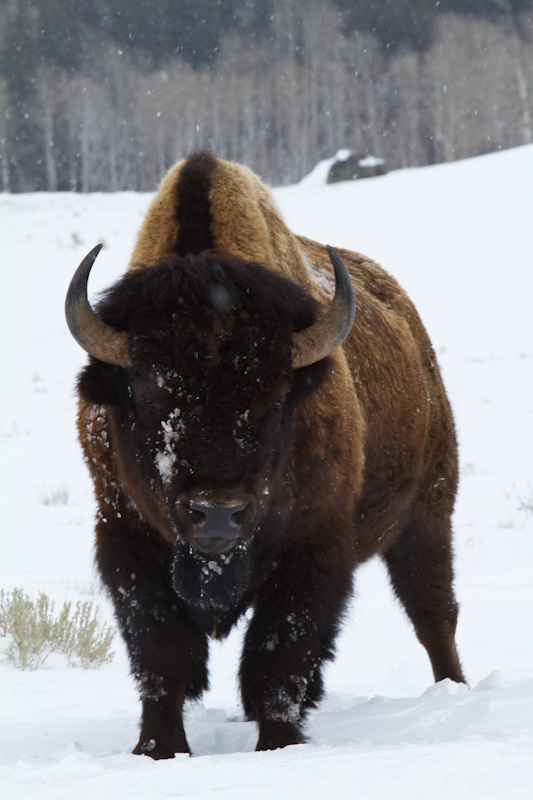 Bison