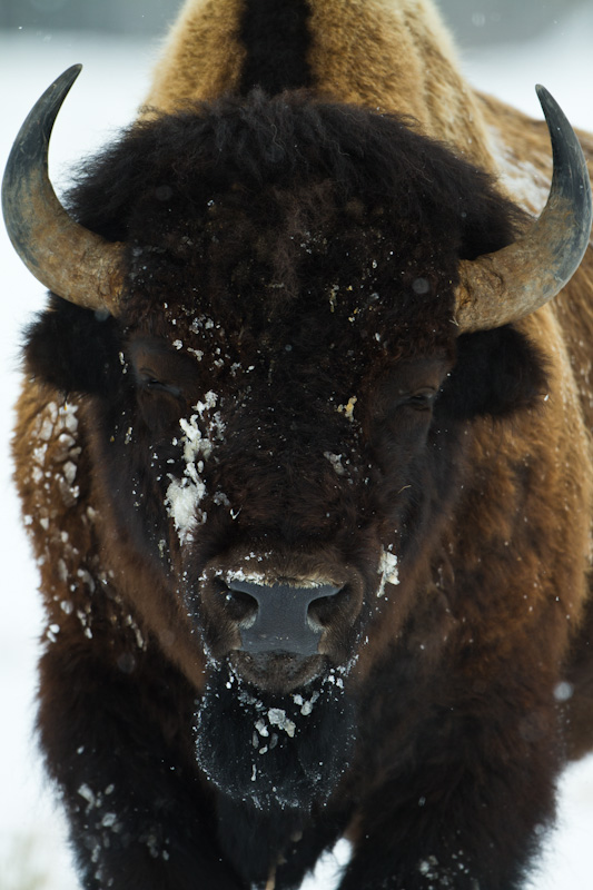 Bison