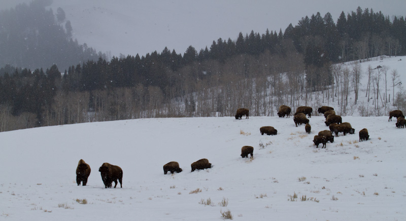 Bison Herd