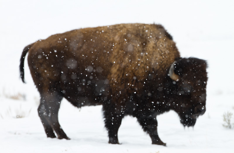 Bison In Snowstorm