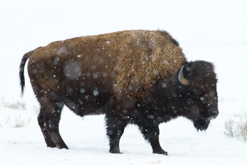 Bison In Snowstorm