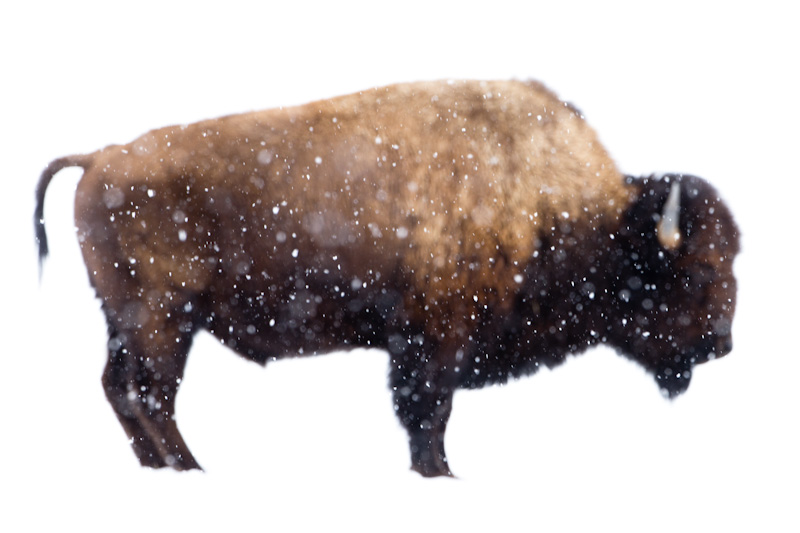 Bison In Snowstorm