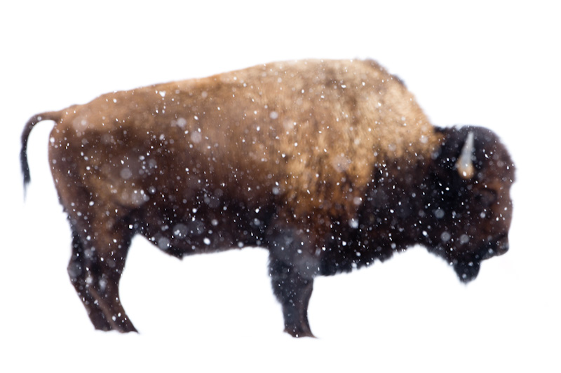 Bison In Snowstorm