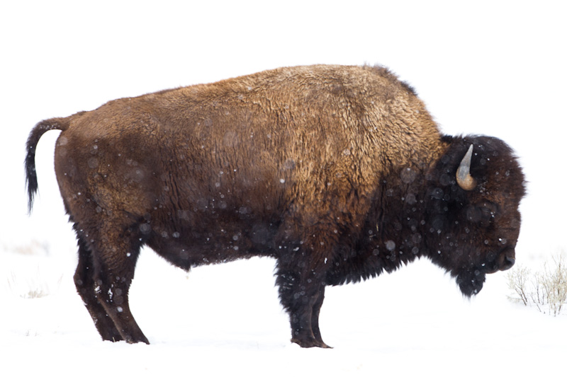 Bison In Snowstorm