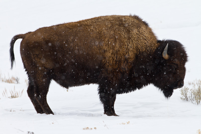 Bison In Snowstorm