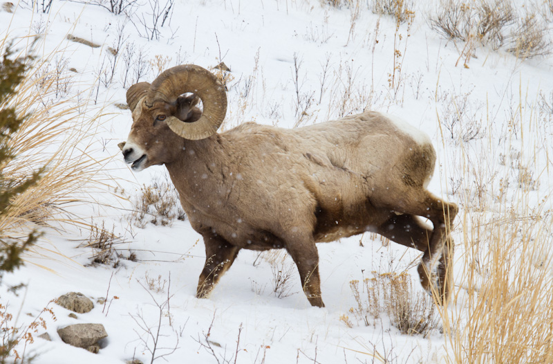 Bighorn