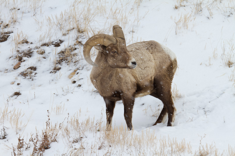 Bighorn