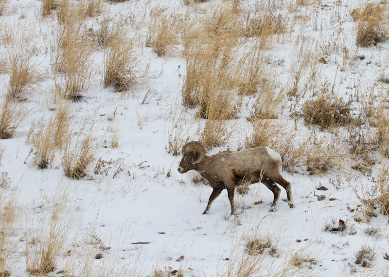 Bighorn