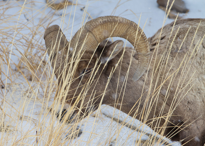 Bighorn