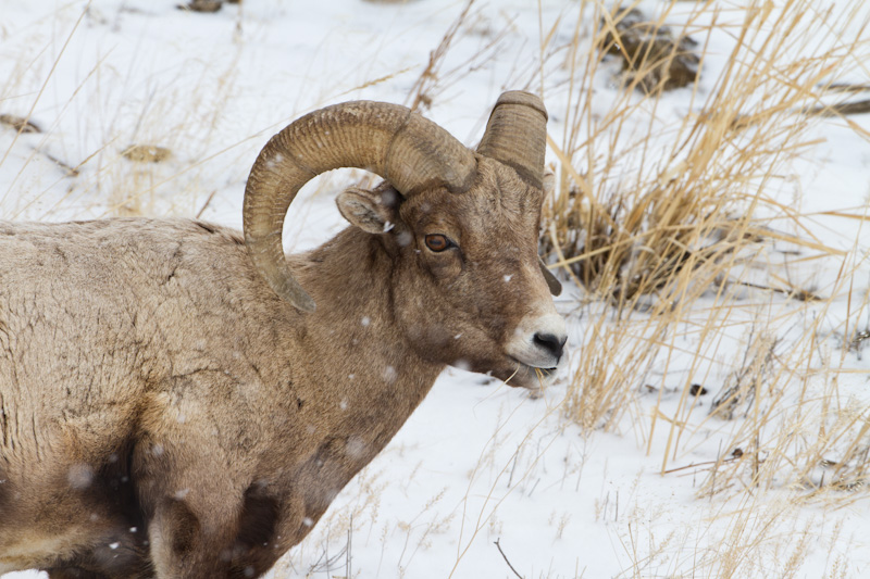 Bighorn