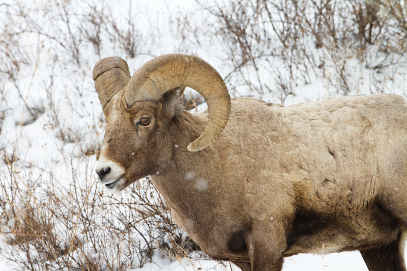 Bighorn