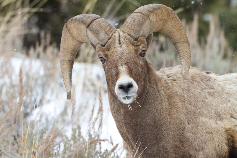 Bighorn