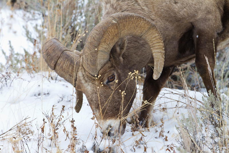 Bighorn