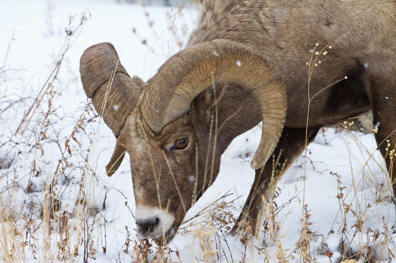 Bighorn