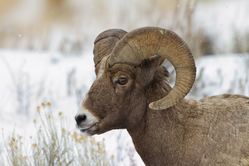 Bighorn