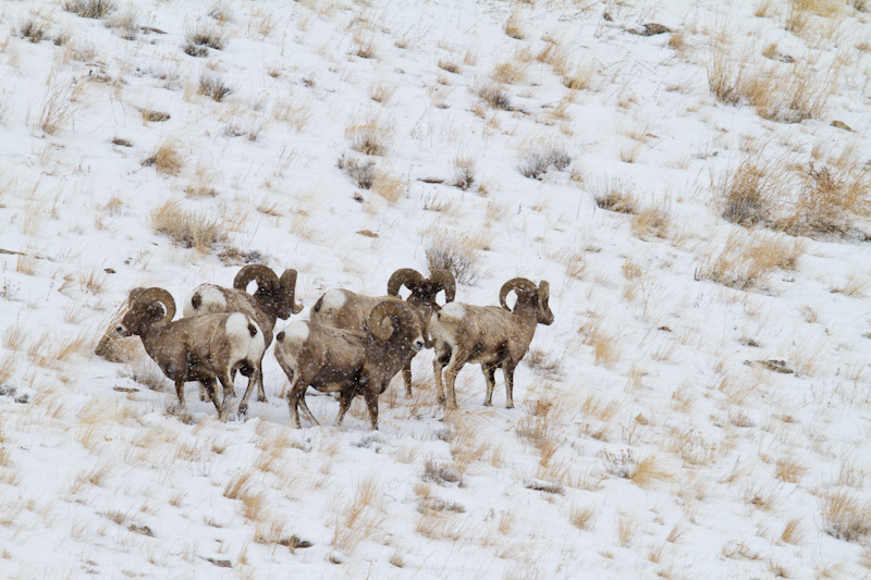 Bighorns