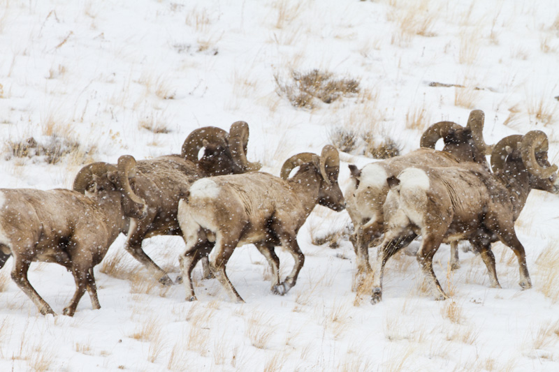 Bighorns