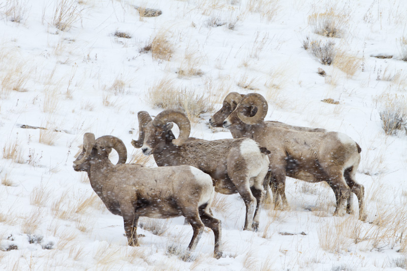 Bighorns