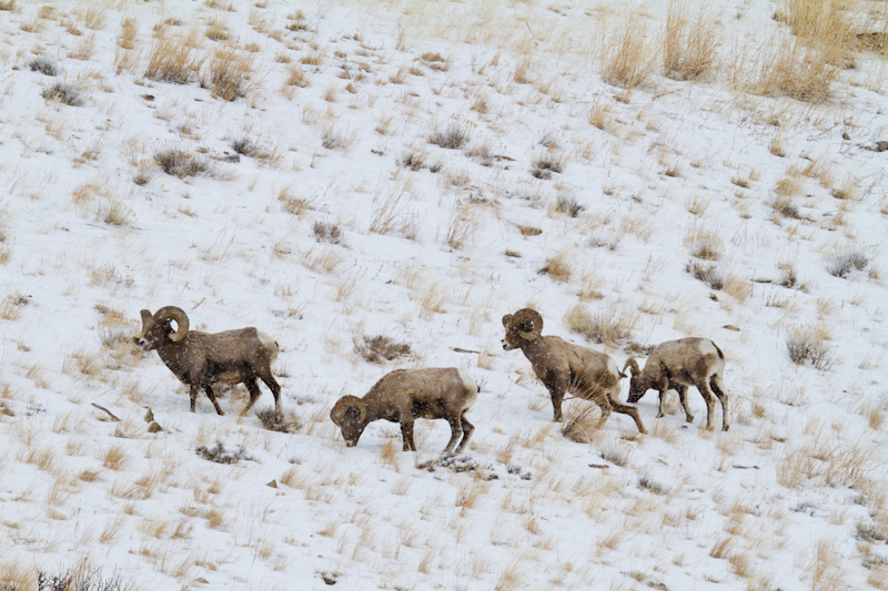 Bighorns