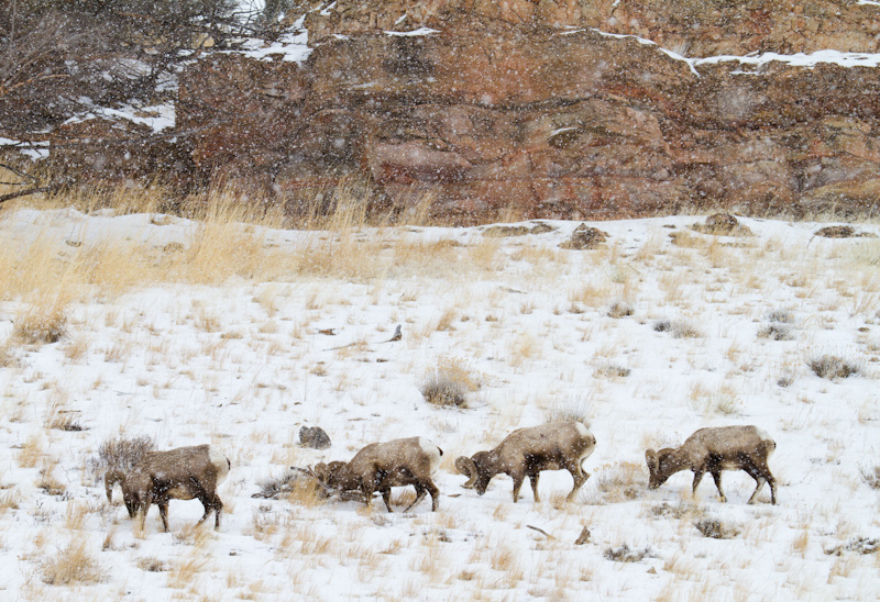 Bighorns