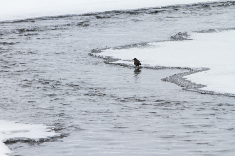 American Dipper At Stream Edge