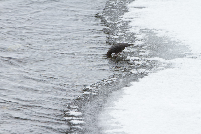 American Dipper At Stream Edge