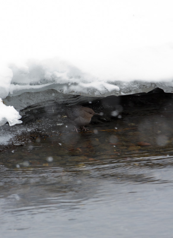 American Dipper At Stream Edge