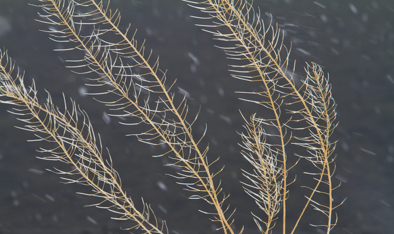 Branches And Snow