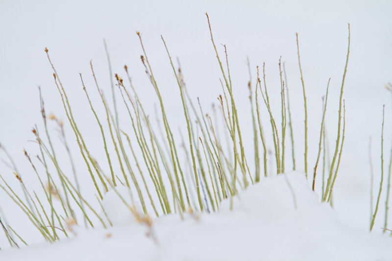 Stems Poking Through Snow