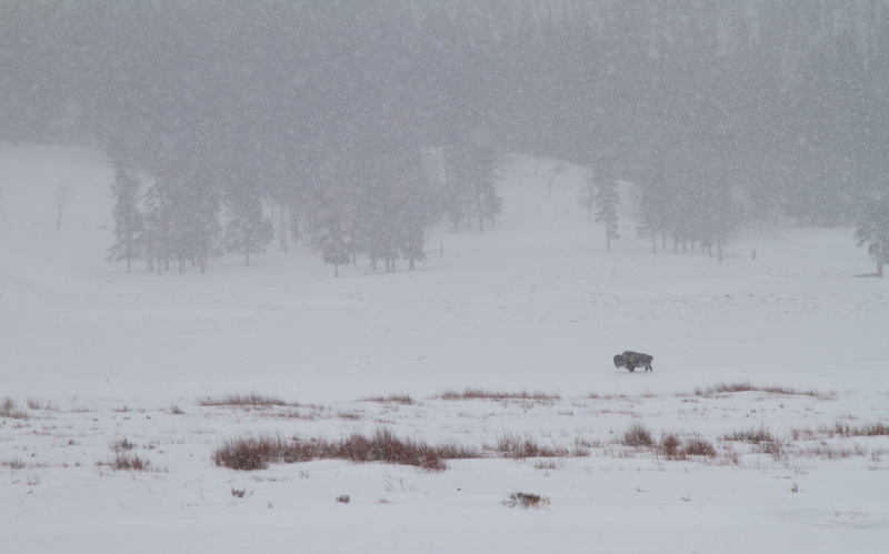 Bison In Snowstorm