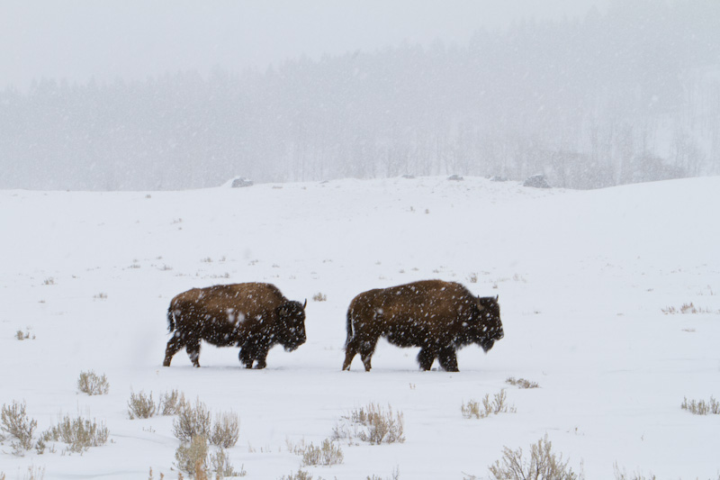 Bison In Snowstorm