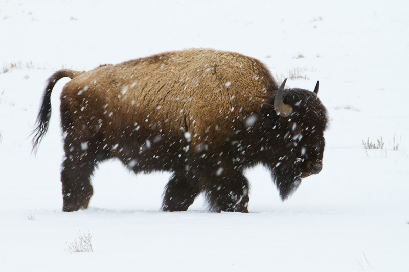 Bison In Snowstorm