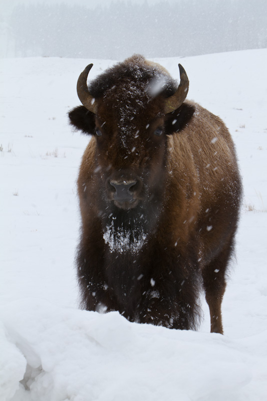 Bison