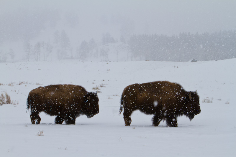 Bison In Snowstorm