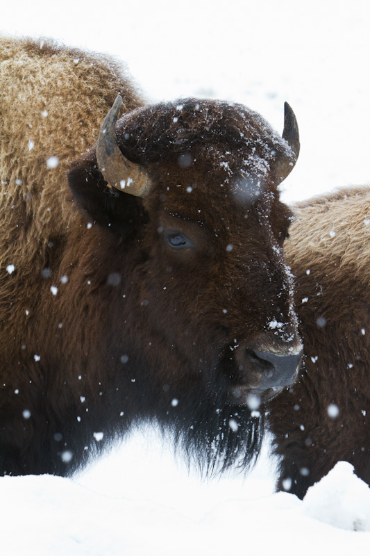 Bison