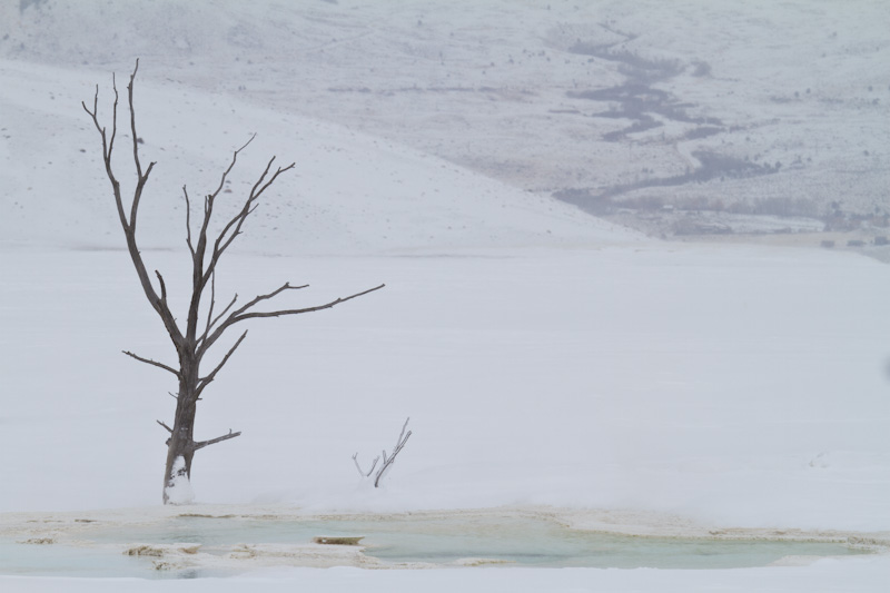 Mammoth Hot Springs