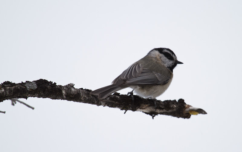 Mountain Chickadee