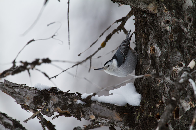 White-Breasted Nuthatch