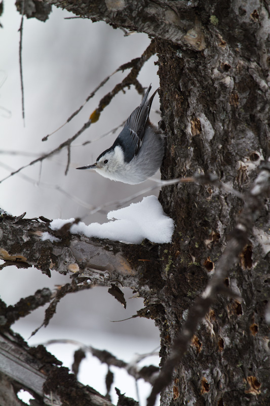 White-Breasted Nuthatch