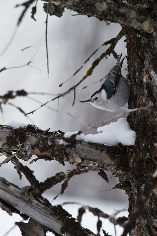 White-Breasted Nuthatch